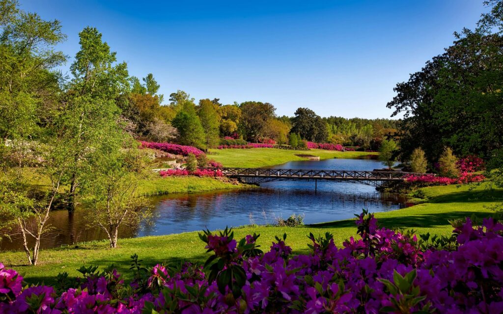 Cubbon Park, A beautiful spring garden landscape featuring vibrant pink flowers, a serene river, and a picturesque bridge.
