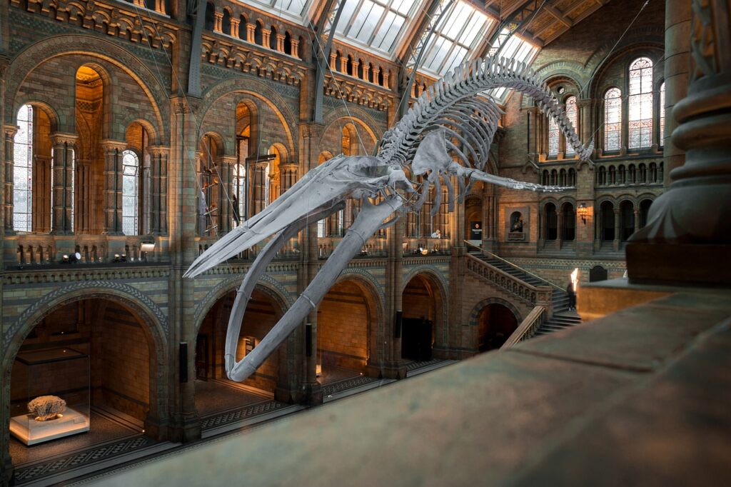 Visvesvaraya Industrial and Technological Museum, national history museum, blue whale skeleton, exhibition, london, uk, whale skeleton, skeleton, england, museum, london, london, museum, museum, museum, museum, museum